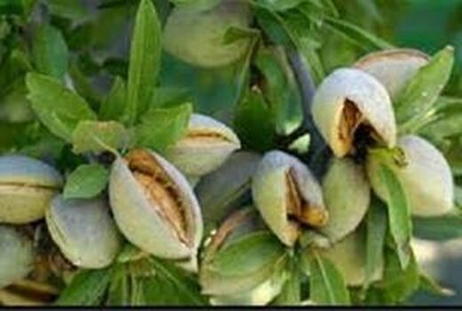 تغذیه درختان بادام / فیلم
