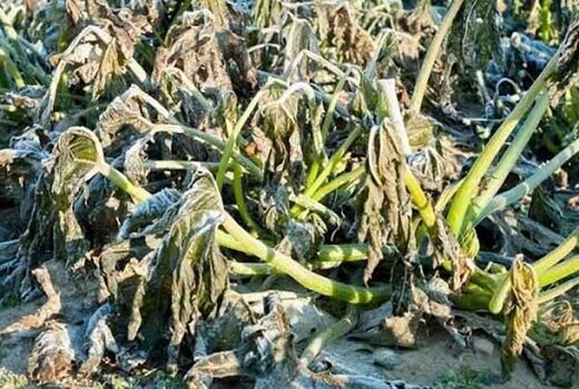 خسارت سرمازدگی و تگرگ به محصولات باغبانی استان اصفهان