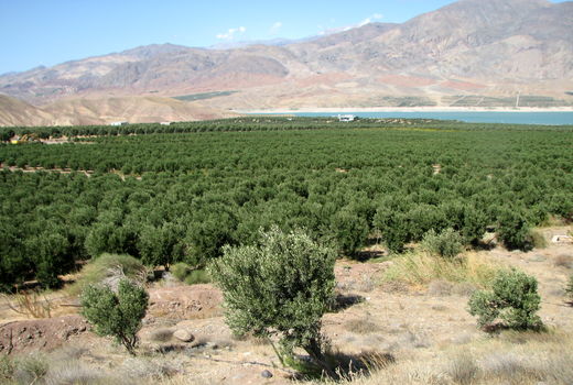 مجوز گردشگری کشاورزی یک واحد تولیدی در استان قزوین صادر شد