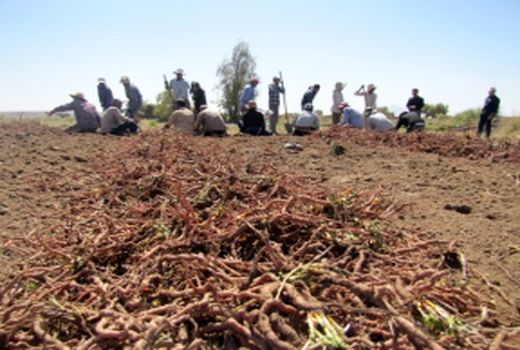برداشت روناس از مزارع شهرستان نایین
