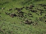 اجرای طرح پایش در مراتع ییلاقی شهرستان دامغان