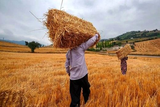تولید ۸۱۸ هزار تن گندم در کردستان