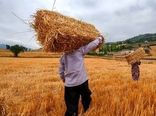 تولید ۸۱۸ هزار تن گندم در کردستان