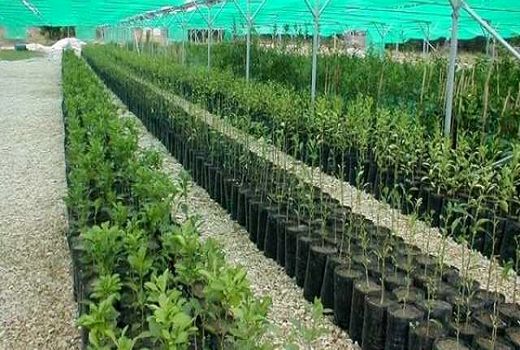 احداث دو نهالستان برای اولین بار در کوار