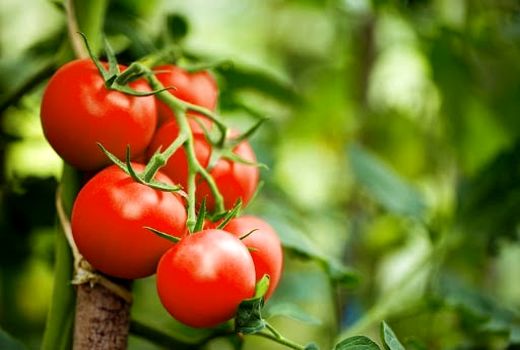 آغاز برداشت گوجه‌فرنگی پاییزه در رستم