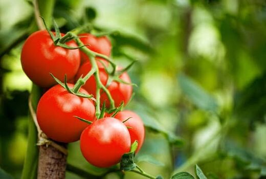 آغاز برداشت گوجه‌فرنگی پاییزه در رستم