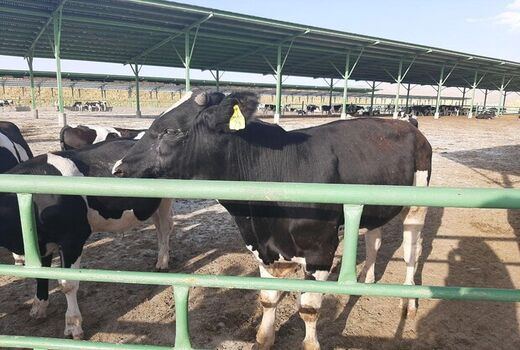 استان اصفهان صادر کننده گوشت قرمز دام سنگین است