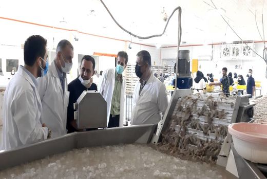 هدفگذاری اداره کل شیلات بر جهش تولید میگو در شهرستان آبادان