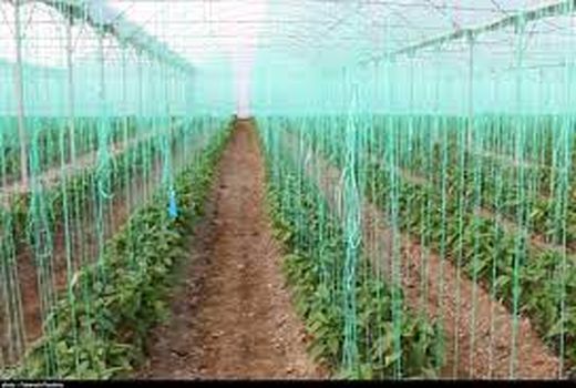 7  پروژه بزرگ کشاورزی در خراسان شمالی با حضور معاون رییس جمهور بهره‌برداری می‌شود