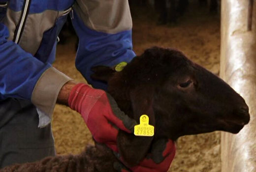 ۳۲۰ هزار راس دام در ارومیه پلاک کوبی شد