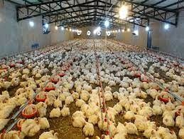تولید 375 هزار قطعه مرغ در کازرون