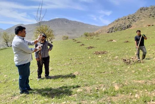 طرح احداث باغ در 85 هکتار از اراضی میانکوه اجرایی شد
