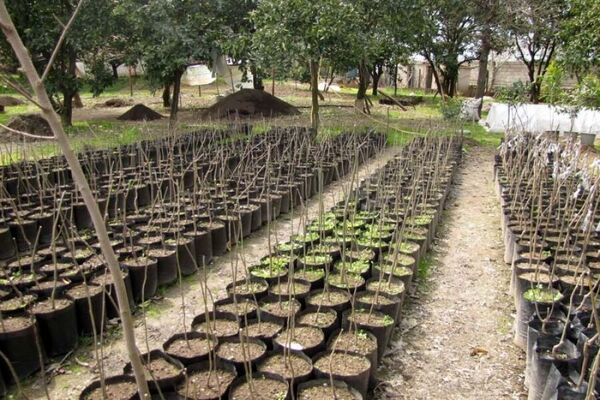 اعتبارات تولید نهال در نهالستان‌های منابع طبیعی قزوین قطره‌چکانی  است