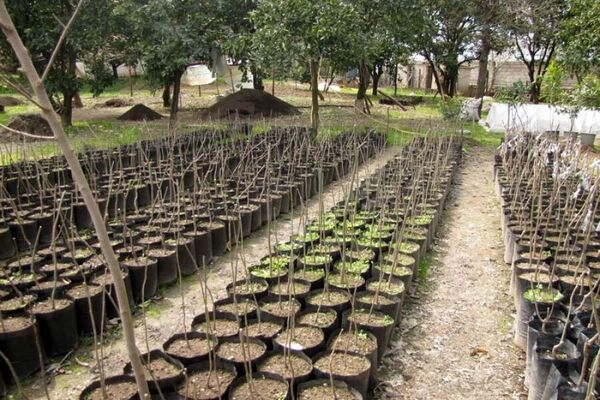 اعتبارات تولید نهال در نهالستان‌های منابع طبیعی قزوین قطره‌چکانی  است