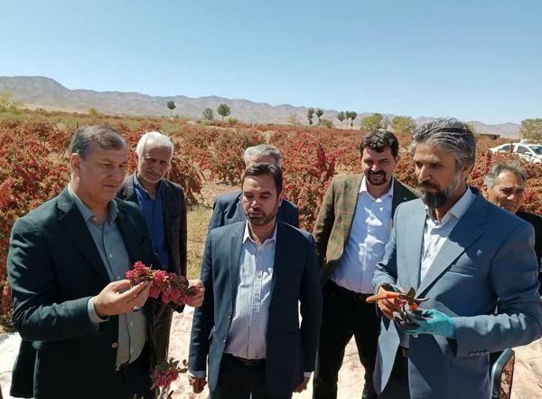 تاکید معاون باغبانی وزیر در پیگیری خواسته‌های کشاورزان خراسان جنوبی 