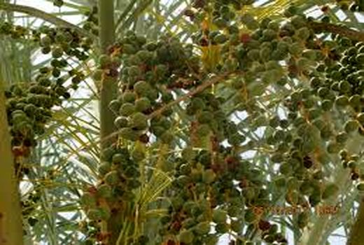 سمپاشی باغات هندیجان علیه کرم میوه خوار خرما