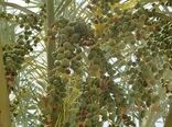 سمپاشی باغات هندیجان علیه کرم میوه خوار خرما