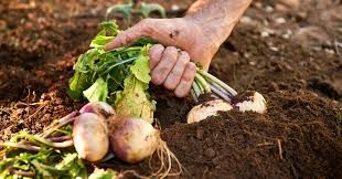 سلامت خاک: تحولی بزرگ در کشاورزی