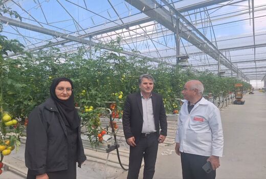 سطح گلخانه‌های فعال آذربایجان شرقی از ۴۰۰ هکتار فراتر رفت