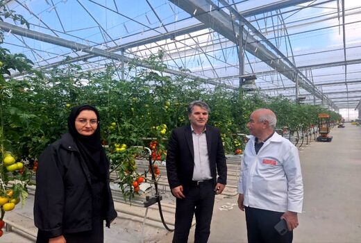سطح گلخانه‌های فعال آذربایجان شرقی از ۴۰۰ هکتار فراتر رفت