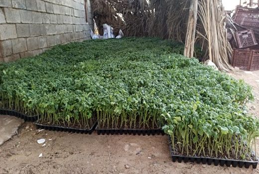 پیش بینی کاشت 250 هکتار گوجه فرنگی در فراشبند