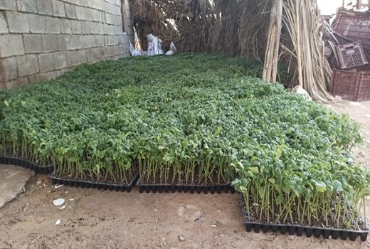 پیش بینی کاشت 250 هکتار گوجه فرنگی در فراشبند