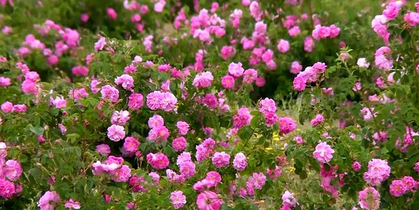 استقبال از پرورش گل محمدی در خراسان شمالی