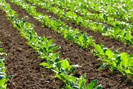  کشت چغندر قند در 2500 هکتار از اراضی چهارمحال و بختیاری