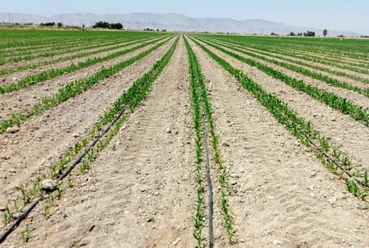 کاهش 20 درصدی کشت ذرت در قیروکارزین 