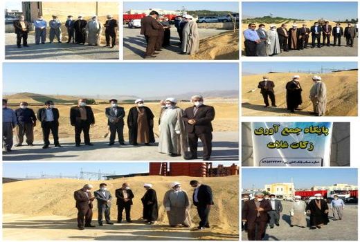 خرید 23 هزار تن گندم مازاد بر نیاز کشاورزان تا 24 تیرماه در شهرستان کامیاران