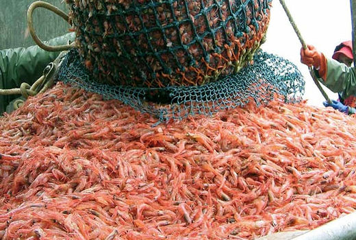 صادرات میگو به امارات به مرز 9 میلیون دلار در بهار امسال رسید