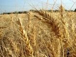 خرید تضمینی ۲۰۰ تن گندم از بهره برداران استان اصفهان