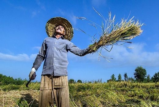 تشکل‌های بخش کشاورزی همواره در کنار کشاورزان باشند 