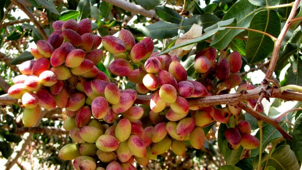 تجهیز ۱۲ هزار هکتار اراضی کشاورزی رفسنجان به آبیاری نوین