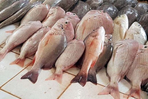 کاهش 330 درصدی واردات فیله ماهی تیلاپیا