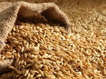 آغاز تحویل‌گیری محصول جو با روش قیمت تضمینی در گلستان