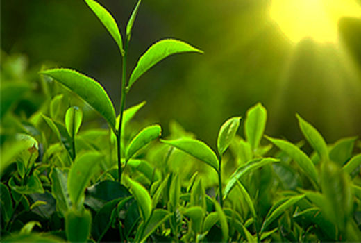 خرید بیش از ۱۴ هزار تن برگ سبز چای در کشور 