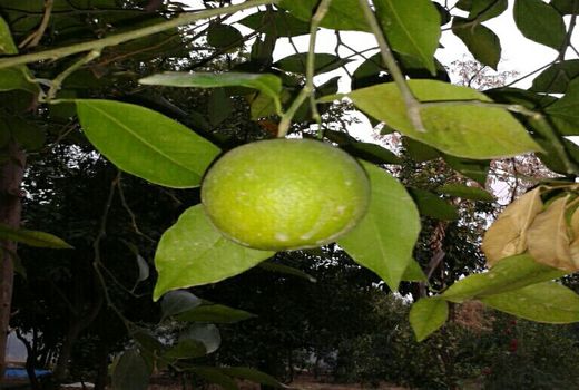 تولید نماتد کش‌های داخلی به زودی محقق می‌شود