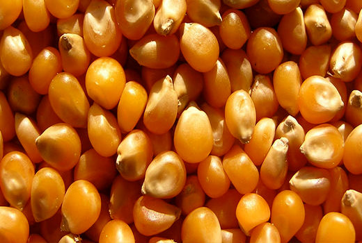 عرضه ذرت دانه‌ای 3 استان در قالب گواهی سپرده کالایی در بورس