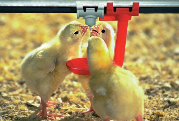 شکایت مرغداران یزدی از بی‌ثباتی قیمت خوراک طیور و جوجه یک‌روزه/ تولید سالانه 56 هزار تن گوشت مرغ در یزد