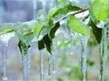 خسارت 46 میلیارد ریالی سرما به کشاورزان اسدآبادی