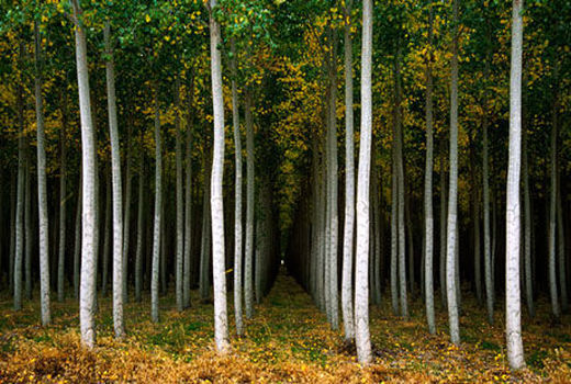 اجرای طرح زراعت چوب در ۲۲۰ هزار هکتار از عرصه‌های طبیعی کشور