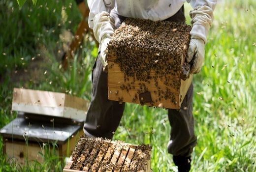 فعالیت 12 کارگاه سنتی فرآوری عسل در شهربابک