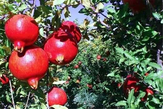 برداشت انار در شهرستان نهبندان