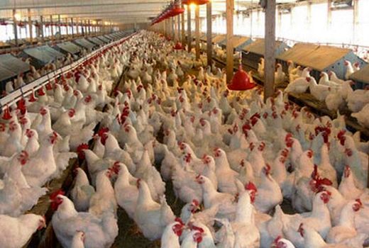 احیای دوباره هفت واحد مرغداری خراسان شمالی با مانع زدایی 
