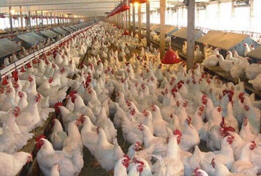 احیای دوباره هفت واحد مرغداری خراسان شمالی با مانع زدایی 