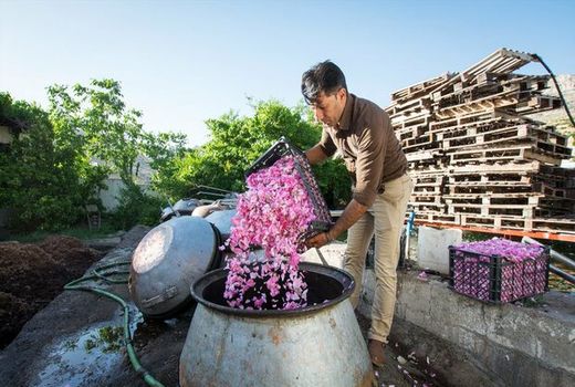 خرید ۱۱۱ تن گل محمدی از کشاورزان آران و بیدگل