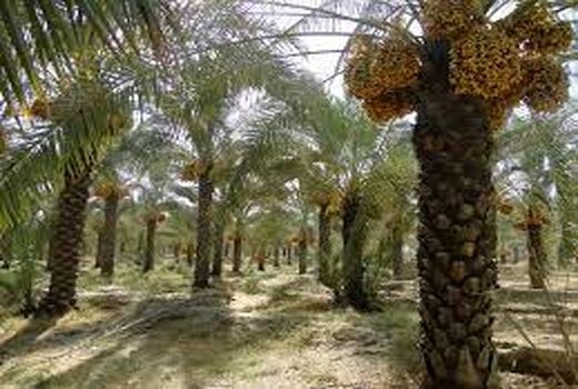 پایان کار شبکه مراقبت نخیلات در خرمشهر