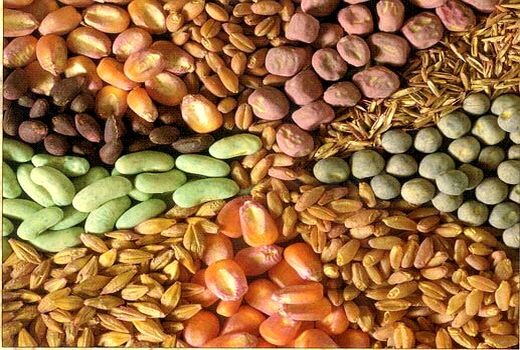 خودکفایی ایران در تولید 6 رقم بذر اصلاح شده زراعی