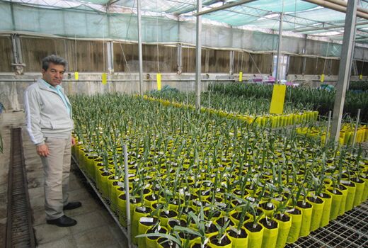 احداث 30 هکتار باغ خرمای مجول در فارس 